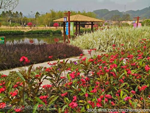 福建漳州全市花卉种植力争5年后扩至15万亩